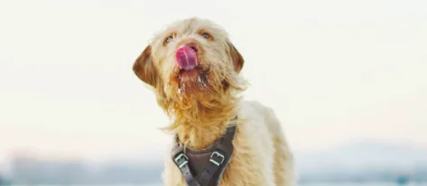 Arriva il nutrizionista per animali